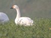 Bewick's Swan at Barling Marsh (Steve Arlow) (56845 bytes) Bewick's Swan at Barling Marsh (Steve Arlow) (56845 bytes)